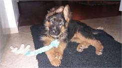 Royal Canin German Shepherd Puppy 12kg