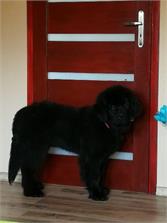 Royal Canin Giant Puppy 15kg