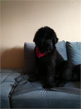 Royal Canin Giant Puppy 15kg