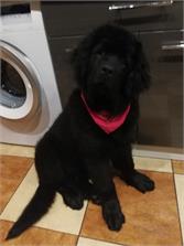 Royal Canin Giant Puppy 15kg