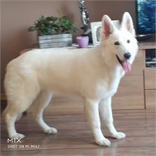 Royal Canin Maxi Puppy 4kg