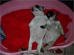 Royal Canin Medium Puppy 4kg