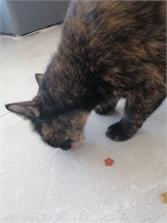 TRIXIE Delikatne Przekąski Kitty Stars Łosoś Jagnięcina 140g